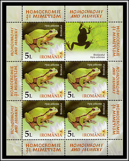 European Tree Frog (Hyla arborea)
