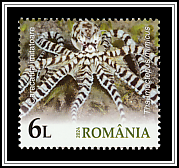 Mimic Octopus (Thaumoctopus mimicus)