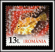 Seagrass Filefish (Acreichthys tomentosus)