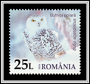 Snowy Owl (Bubo scandiacus)