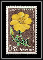 Evening Primrose (Oenothera drummondii)