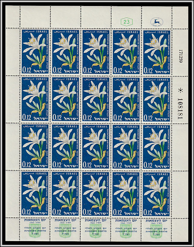 Sand Daffodil (Pancratium maritimum)