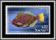 Orange-lined Triggerfish (Balistapus undulatus)