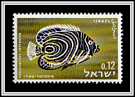 Emperor Angelfish (Pomacanthus imperator)