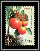 Tomato (Solanum lycopersicum)