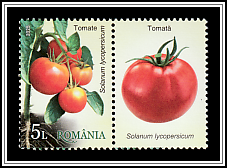 Tomato (Solanum lycopersicum)
