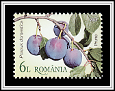 Plums (Prunus domestica)