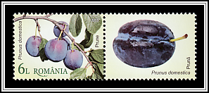 Plums (Prunus domestica)
