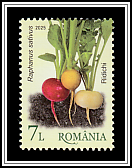 Radishes (Raphanus sativus)