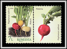 Radishes (Raphanus sativus)