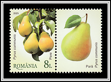 Pears (Pyrus communis)