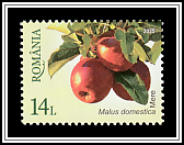 Apples (Malus domestica)