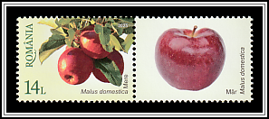 Apples (Malus domestica)