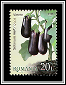 Eggplant (Solanum melongena)