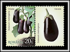 Eggplant (Solanum melongena)