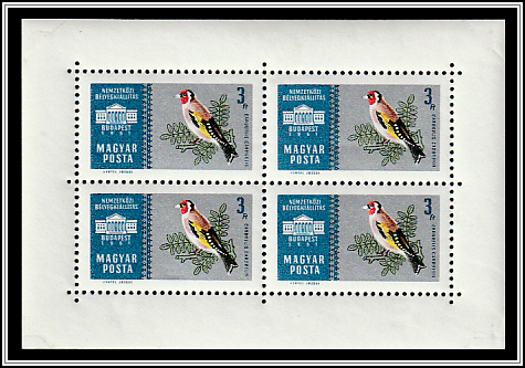 European Goldfinch (Carduelis carduelis)