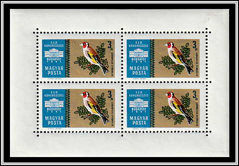 European Goldfinch (Carduelis carduelis)