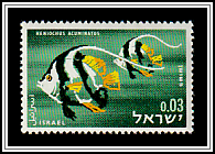 Pennant Coralfish (Heniochus acuminatus)