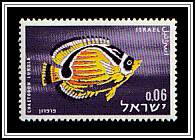 Raccoon Butterflyfish (Chaetodon lunula)