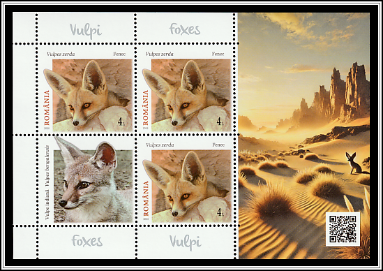 Fennec Fox (Vulpes zerda)