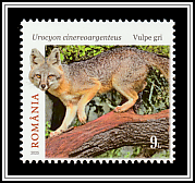 Grey Fox (Urocyon cinereoargenteus)