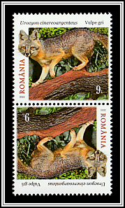 Grey Fox (Urocyon cinereoargenteus)
