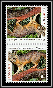 Grey Fox (Urocyon cinereoargenteus)