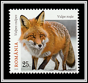 Red Fox (Vulpes vulpes)