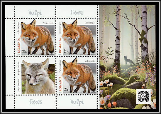Red Fox (Vulpes vulpes)