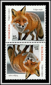Red Fox (Vulpes vulpes)