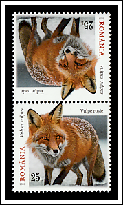 Red Fox (Vulpes vulpes)
