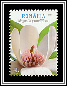 Southern Magnolia (Magnolia grandiflora)