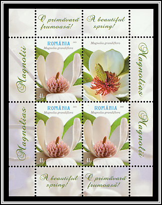 Southern Magnolia (Magnolia grandiflora)