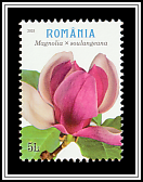Saucer Magnolia (Magnolia × soulangeana)