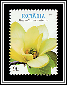 Cucumber Tree (Magnolia acuminata)
