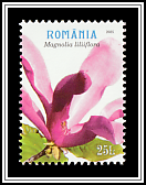 Mulan Magnolia (Magnolia liliiflora)