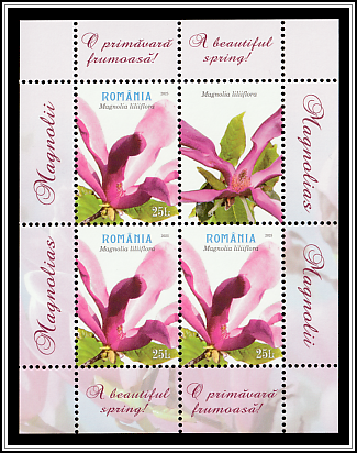 Mulan Magnolia  (Magnolia liliiflora)