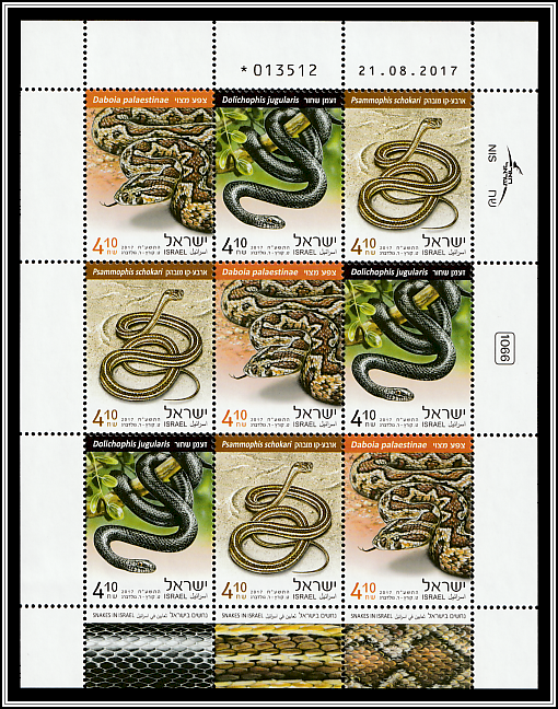 Large Whip Snake, Schokari Sand Racer, Palestine Viper