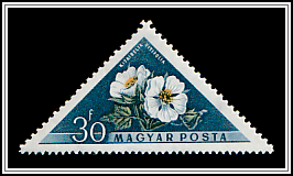 Russian Hibiscus (Kitaibelia vitifolia)