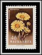 Wild Sunflower (Doronicum hungaricum)