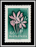 Sand Affron (Colchicum arenarium)