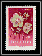 Hellebore (Helleborus purpurascens)