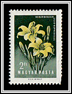 Lemon Daylily (Hemerocallis lilioasphodelus)