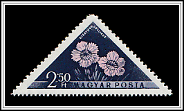 Cliff Pink (Dianthus collinus)