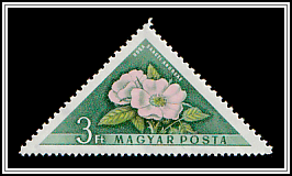 Andreas Rose (Rosa sancti-andreae)