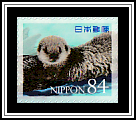 Sea Otter (Enhydra lutris)