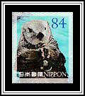 Sea Otter (Enhydra lutris)