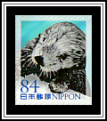 Sea Otter (Enhydra lutris)