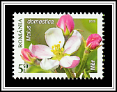 Apple Blossom (Malus domestica)