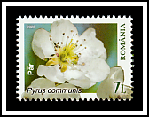 Pear Blossom (Pyrus communis)